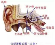 年纪轻轻就耳鸣改怎么办